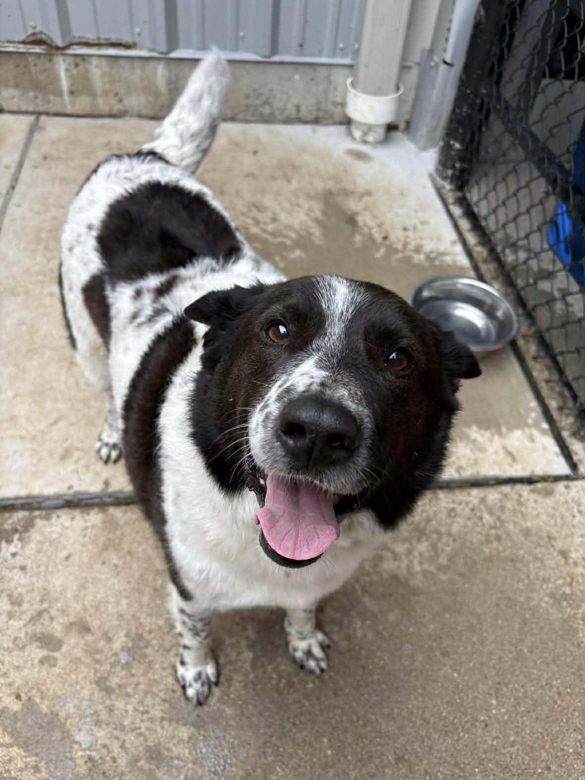 Beckett, a ADOPTABLE mixed breed in Richmond, KY image 2/5