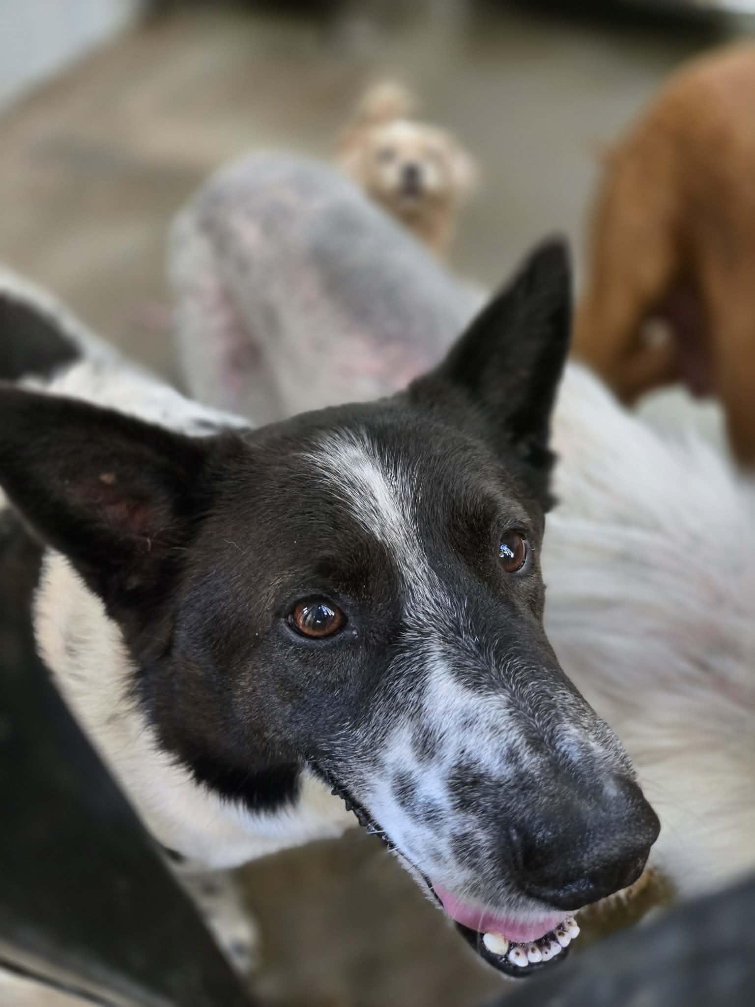 Beckett, a ADOPTABLE mixed breed in Richmond, KY image 5/5