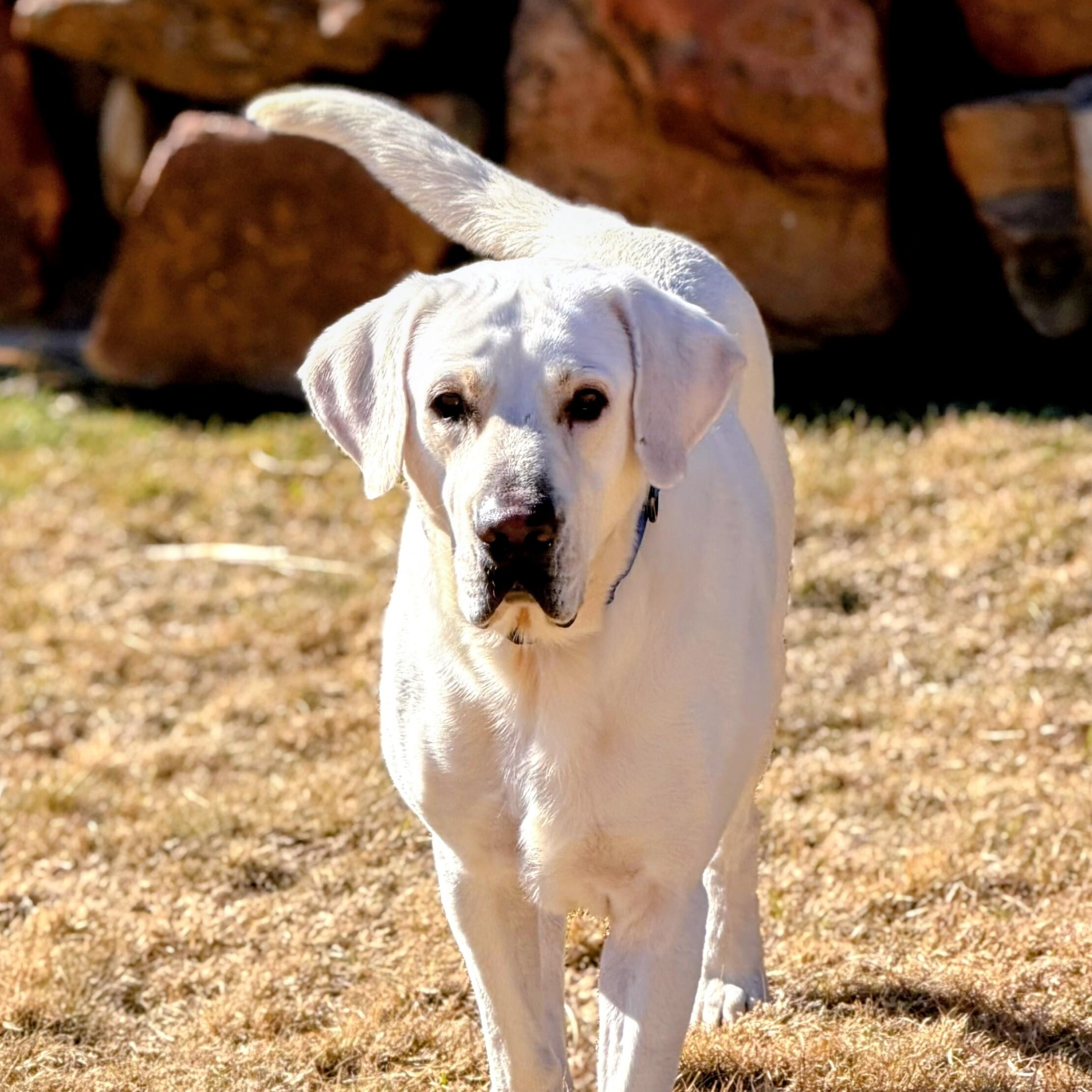 Enlarge Gus- In NJ, an adoptable Labrador Retriever in Willington, CT image 3/6