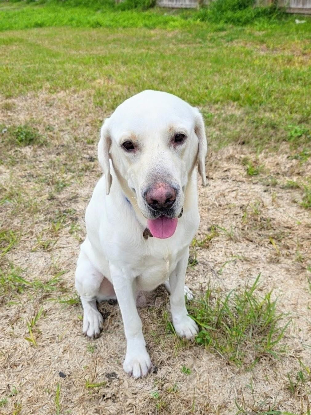 Gus, an adoptable Labrador Retriever in Willington, CT image 1/6