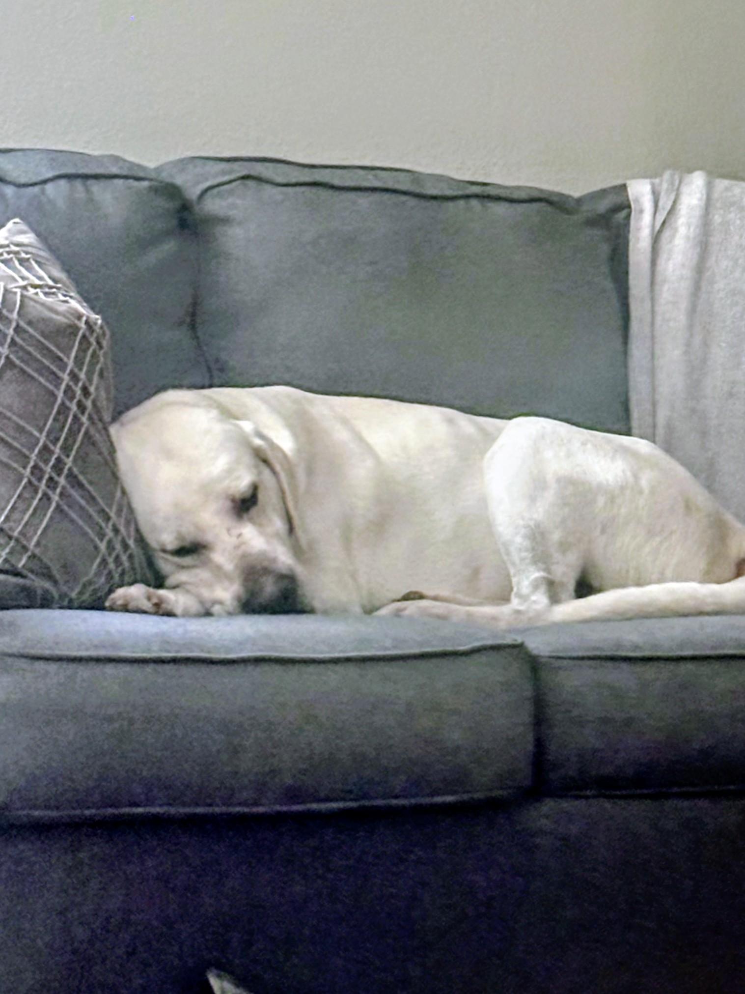 Gus, an adoptable Labrador Retriever in Willington, CT image 5/6