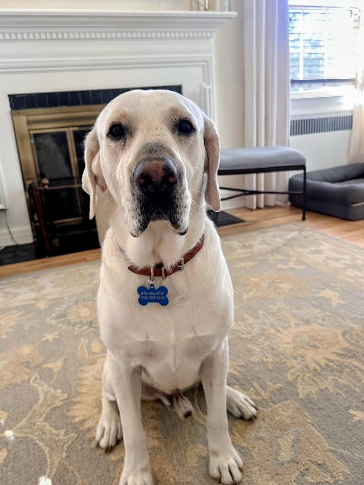Enlarge Gus- In NJ, an adoptable Labrador Retriever in Willington, CT image 1/6