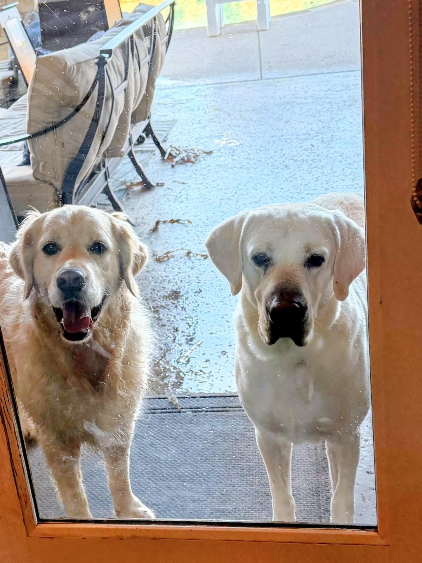 Enlarge Gus- In NJ, an adoptable Labrador Retriever in Willington, CT image 4/6