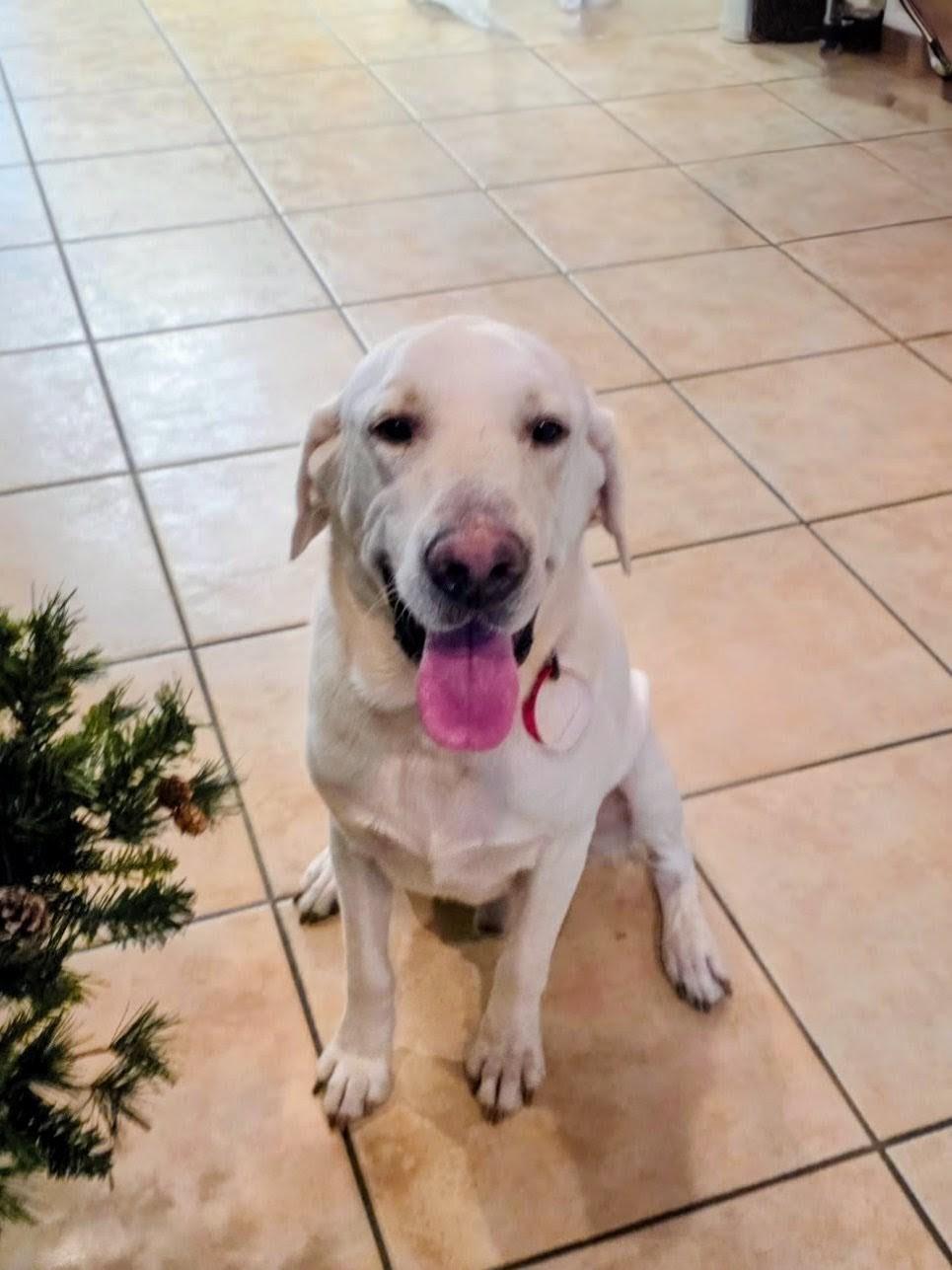 Gus, an adoptable Labrador Retriever in Willington, CT image 3/6