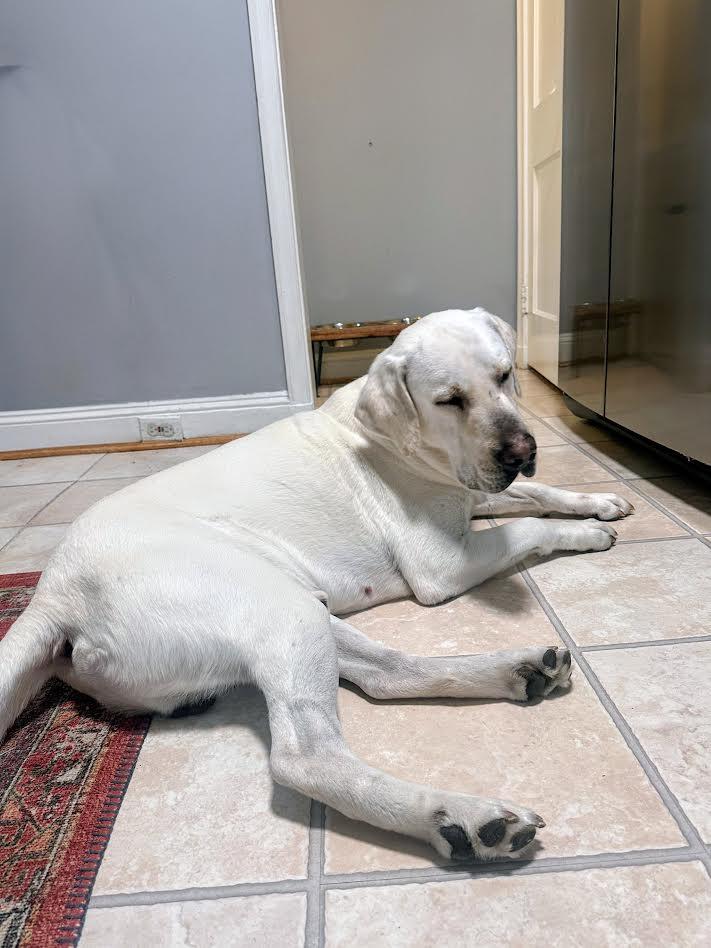 Enlarge Gus- In NJ, an adoptable Labrador Retriever in Willington, CT image 5/6