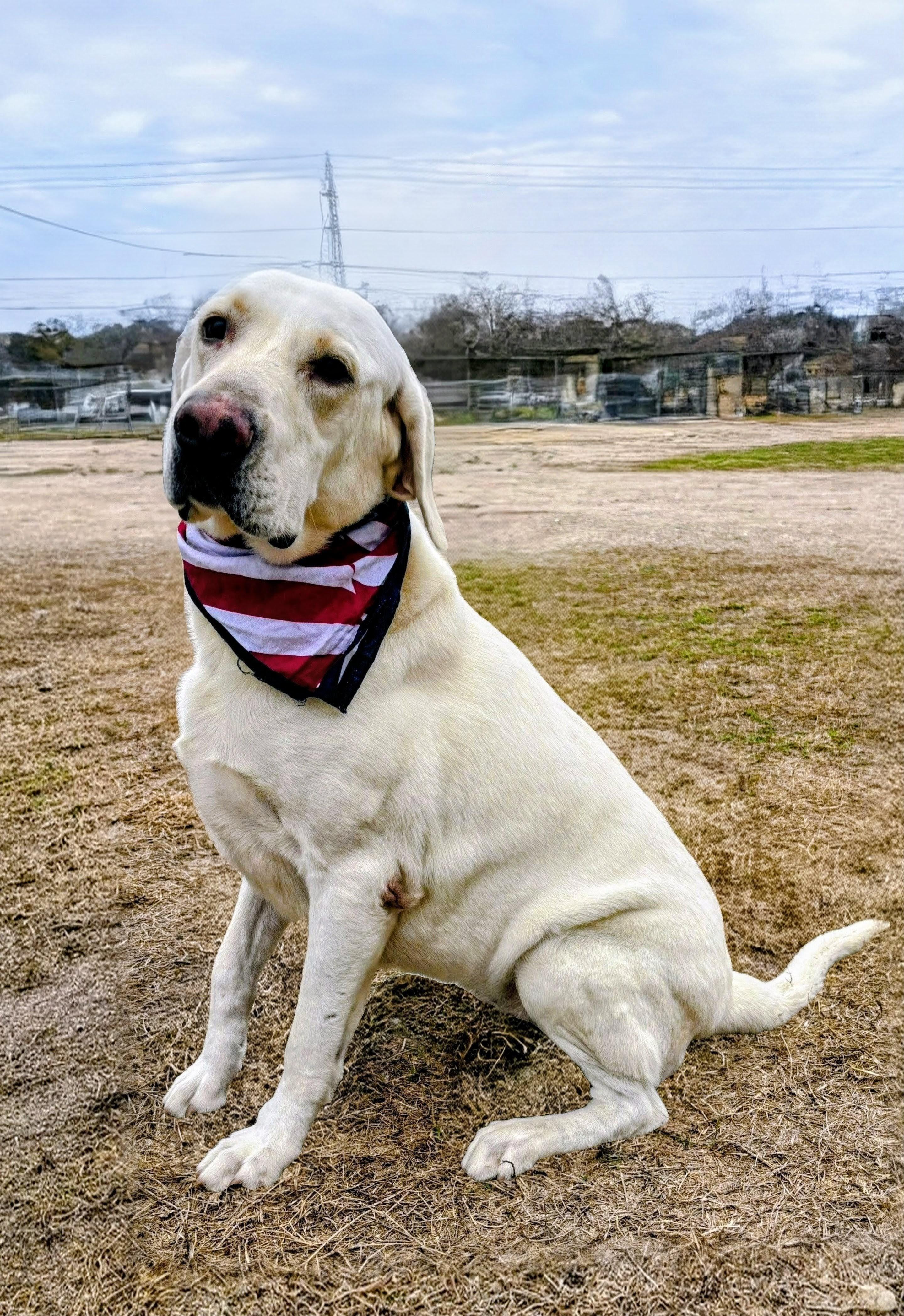 Gus, an adoptable Labrador Retriever in Willington, CT image 4/6