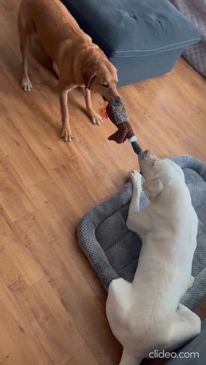 Enlarge Gus, an adoptable Labrador Retriever in Willington, CT video 6/6