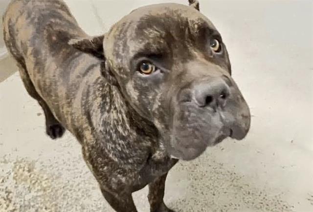 Enlarge KRATOS, a Adoptable mixed breed in Houston, TX image 1/1