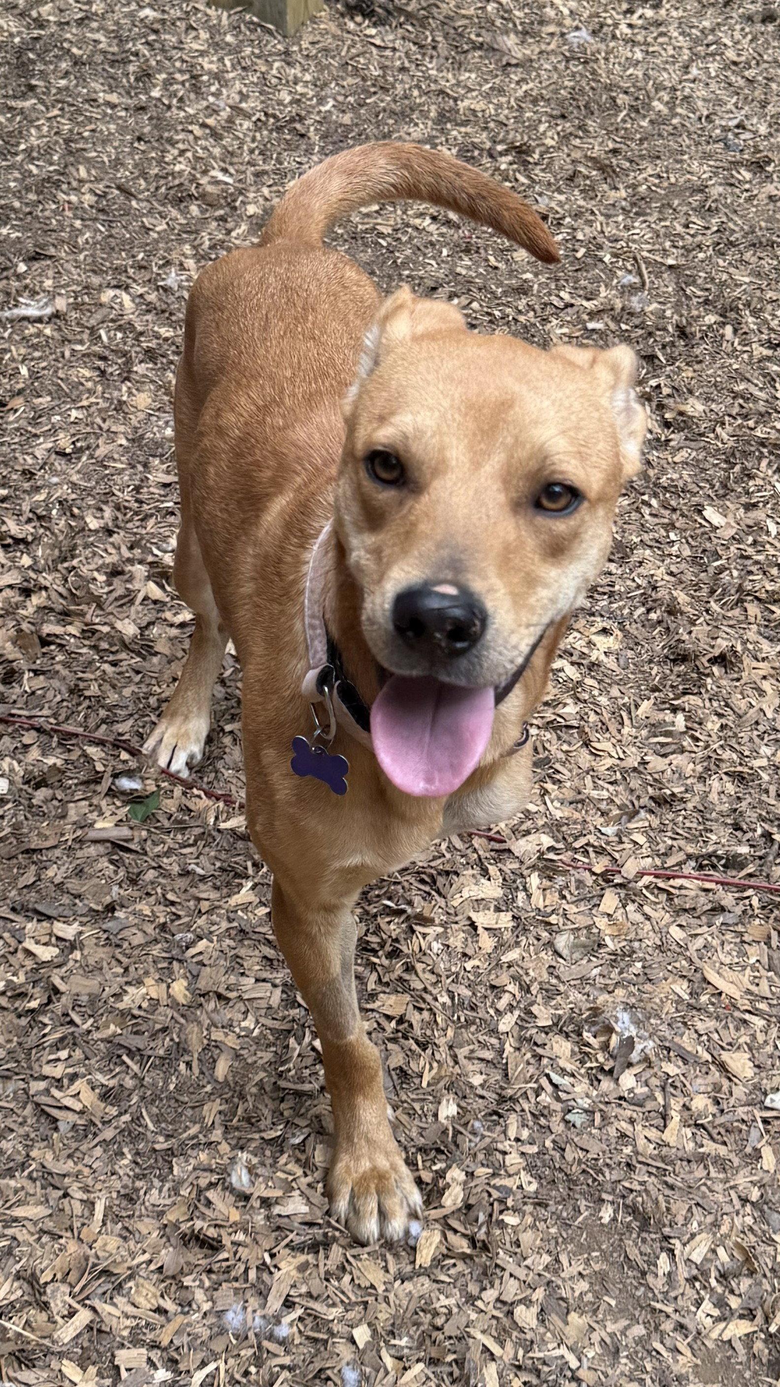 Chaser, a Adoptable Hound in Charlotte, NC image 1/3