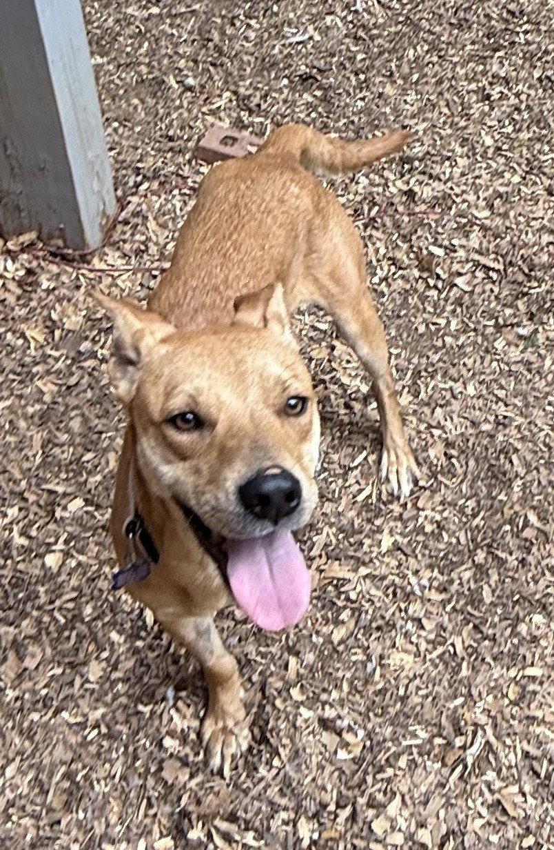 Chaser, a Adoptable Hound in Charlotte, NC image 2/3