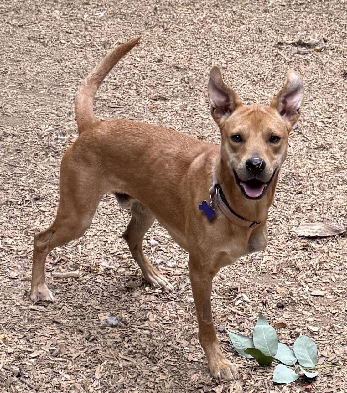 Chaser, a Adoptable Hound in Charlotte, NC image 3/3