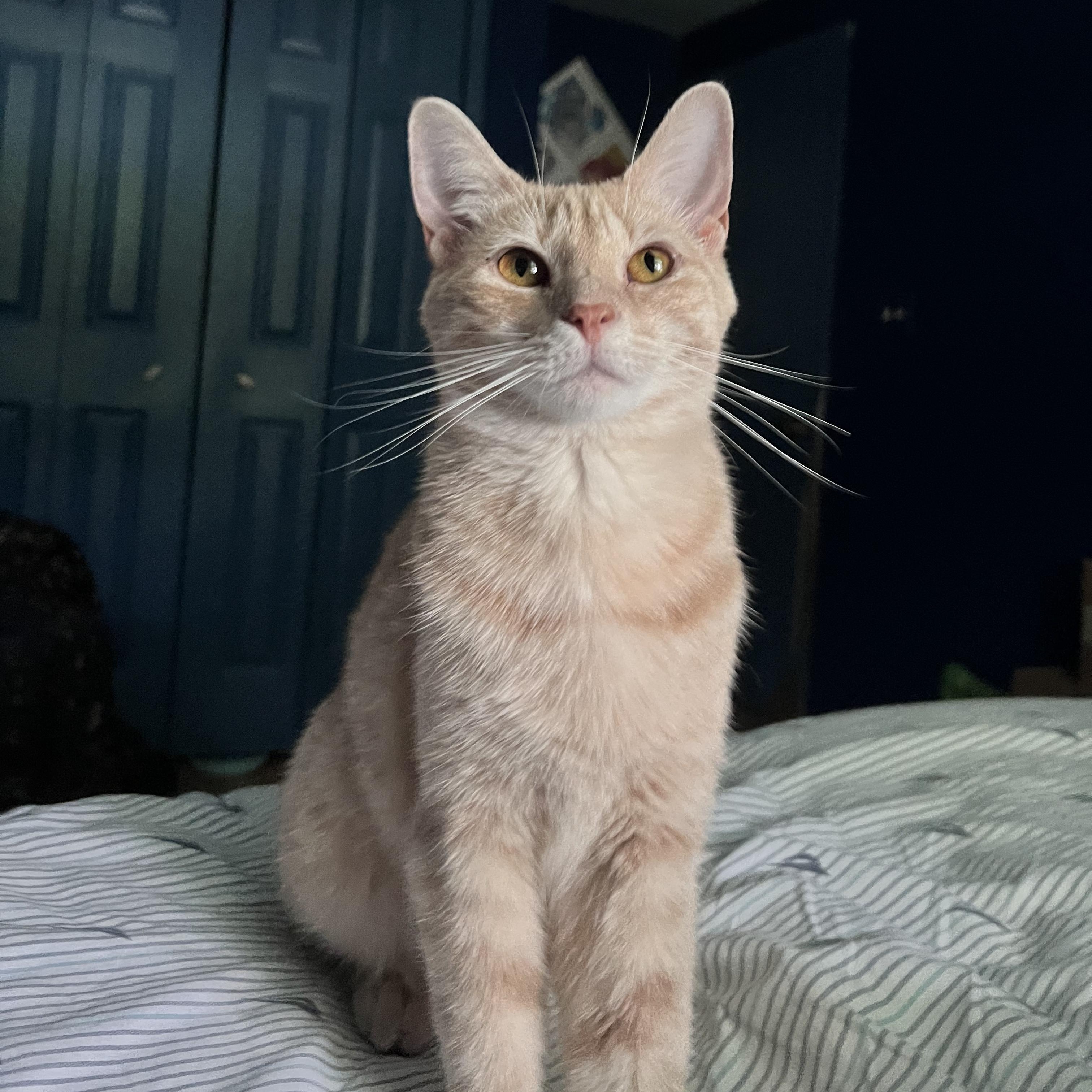 Marigold, a Adoptable Tabby in Livonia, MI image 1/2