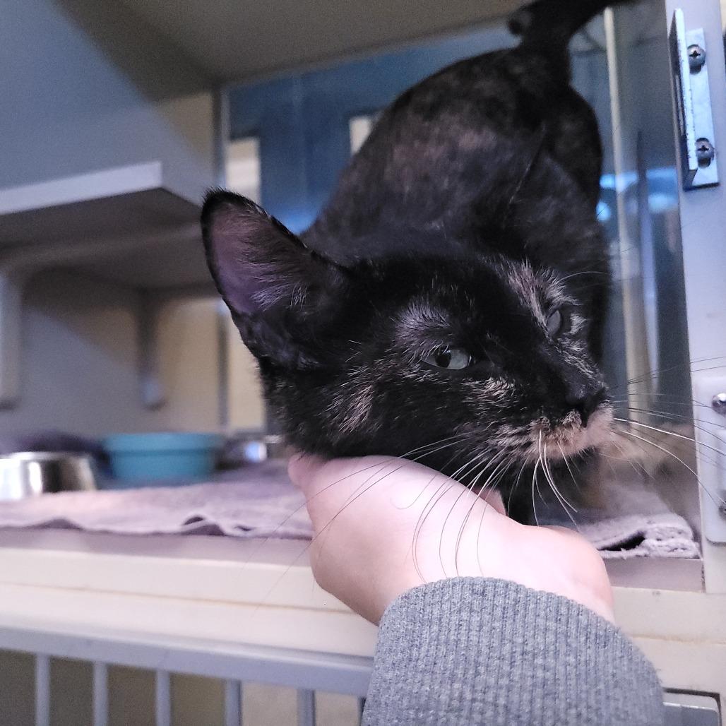 Hydrangea (Holland Cat Cove), Adoptable, Adult Female Domestic Short Hair.