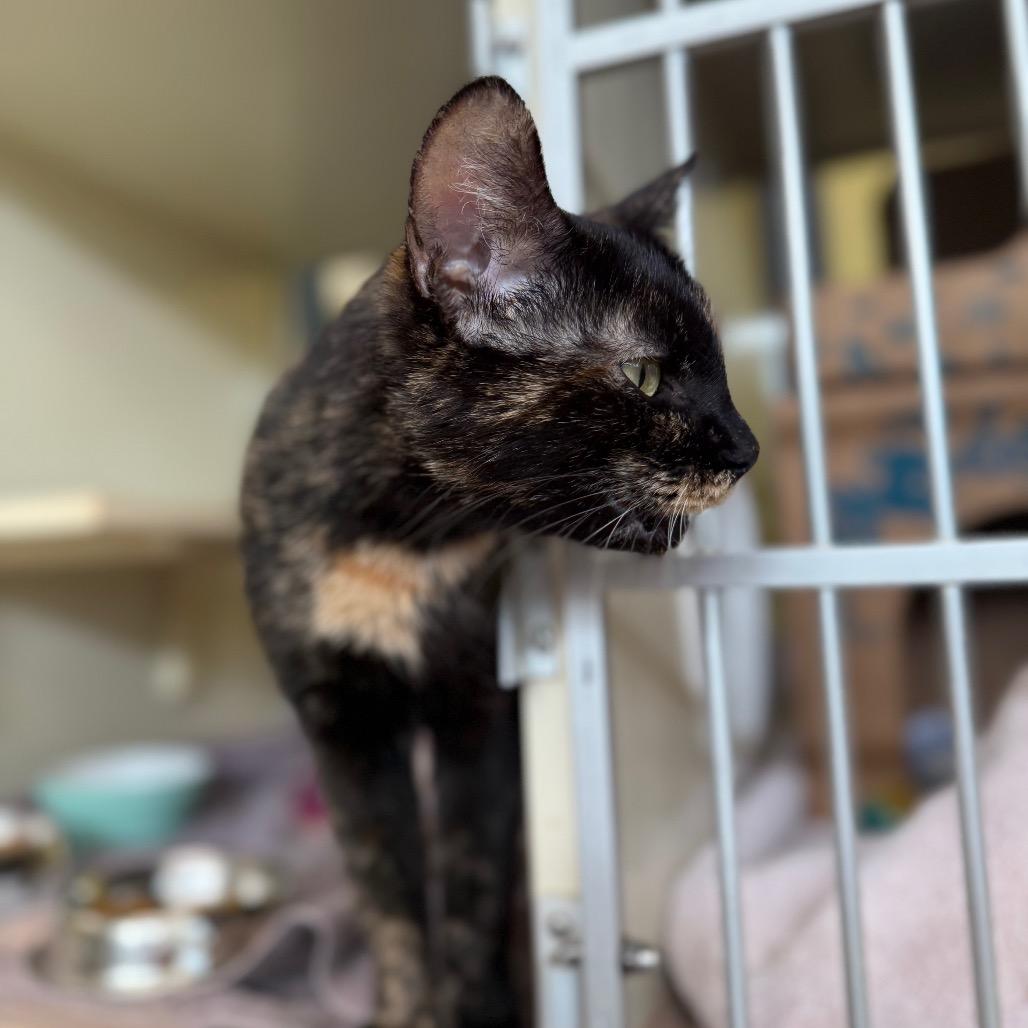 Enlarge Hydrangea (Holland Cat Cove), a Adoptable Domestic Short Hair in West Olive, MI image 2/6