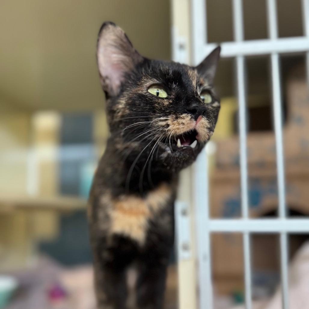 Enlarge Hydrangea (Holland Cat Cove), a Adoptable Domestic Short Hair in West Olive, MI image 3/6