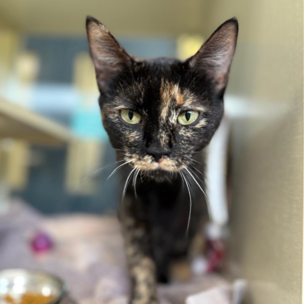 Enlarge Hydrangea (Holland Cat Cove), a Adoptable Domestic Short Hair in West Olive, MI image 4/6