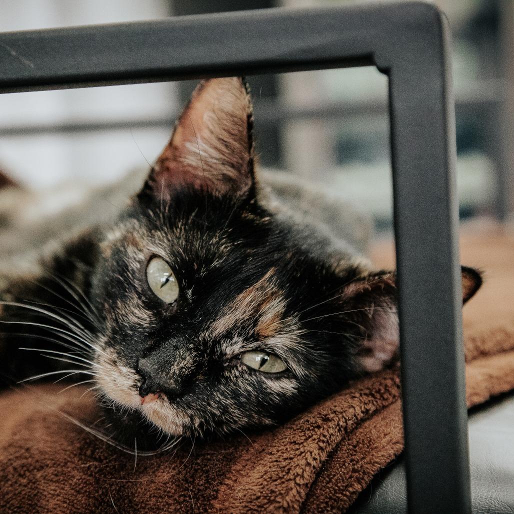 Enlarge Hydrangea (Holland Cat Cove), a Adoptable Domestic Short Hair in West Olive, MI image 5/6