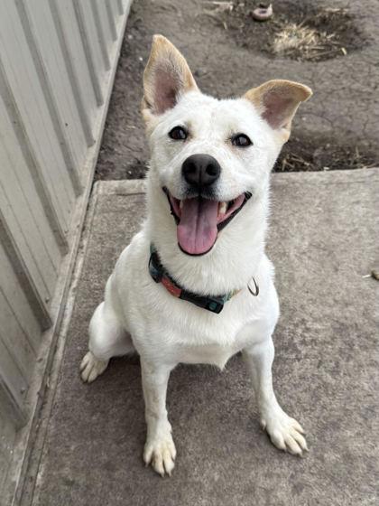 Bella, Adoptable, Adult Female Mixed Breed & Mixed Breed.