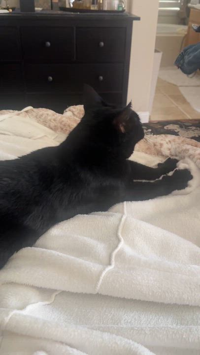 Enlarge Evie, a Adoptable mixed breed in Sacramento, CA video 6/6