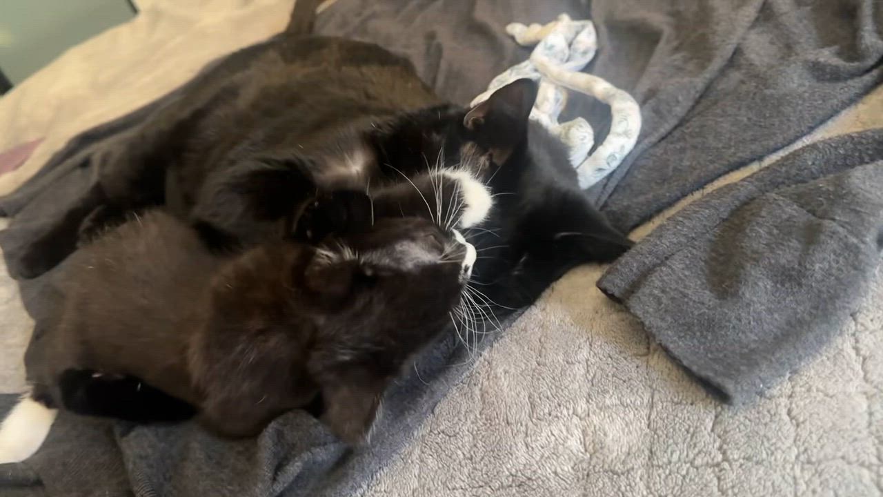 Enlarge Evie, a Adoptable mixed breed in Sacramento, CA video 5/6