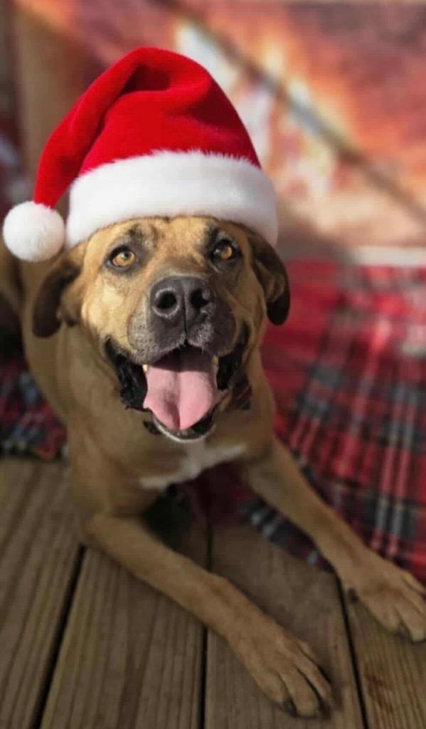 Enlarge RYDER, a Adoptable Shepherd in Elizabethton, TN image 5/5