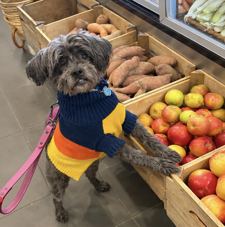 Enlarge Zoë, a Adopted Shih Tzu in Bethel, CT image 5/6