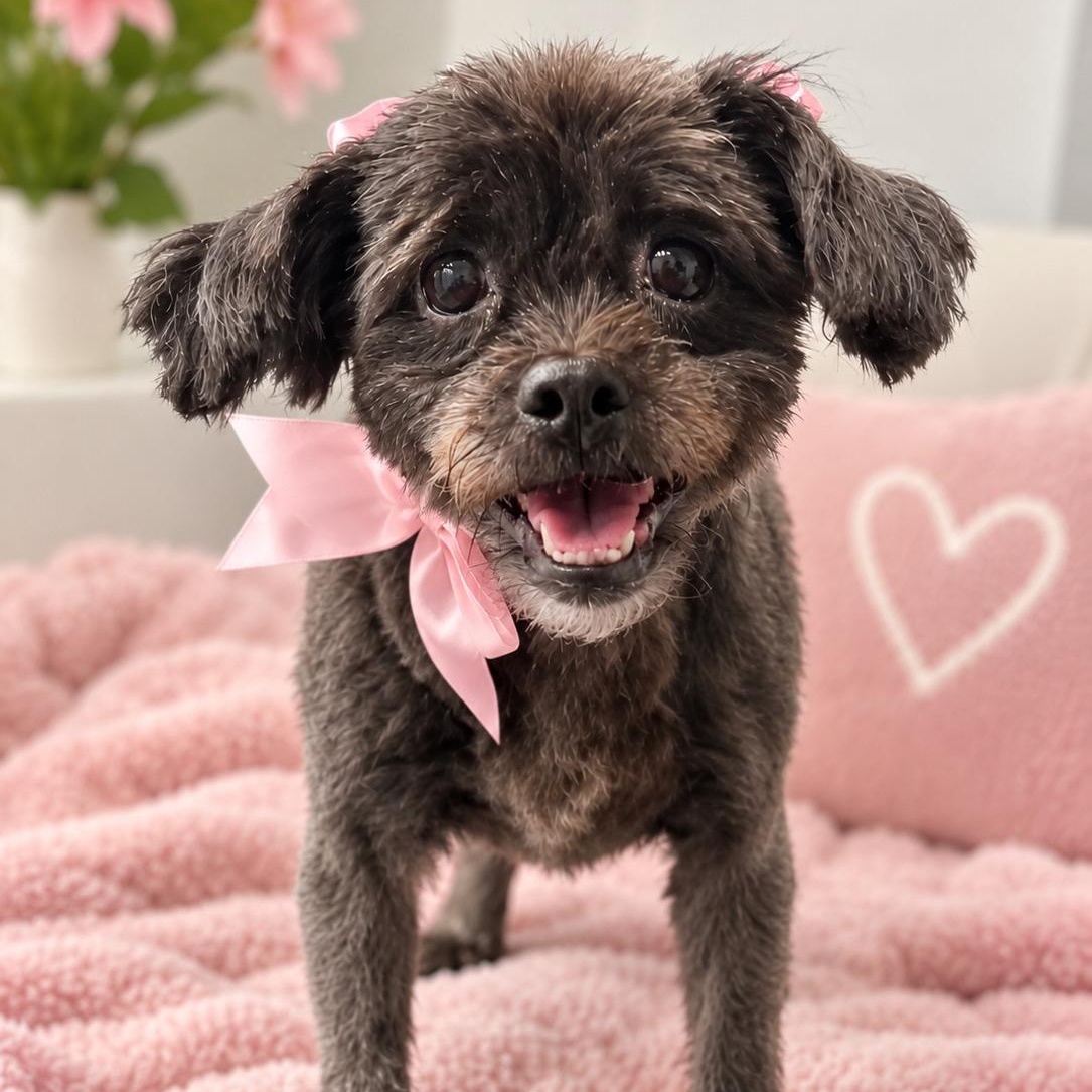 Enlarge Zoë, a ADOPTABLE Shih Tzu in Bethel, CT image 1/6