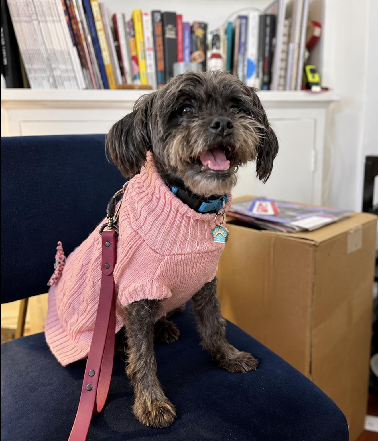 Enlarge Zoë, a Adopted Shih Tzu in Bethel, CT image 2/6