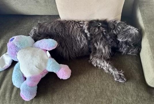 Enlarge Zoë, a ADOPTABLE Shih Tzu in Bethel, CT image 6/6