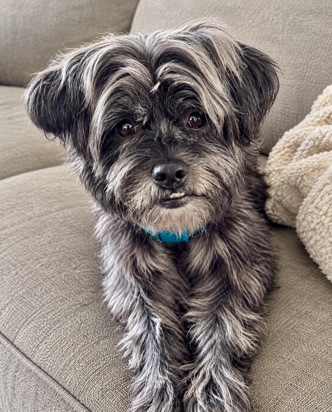 Enlarge Zoë, a ADOPTABLE Shih Tzu in Bethel, CT image 3/6