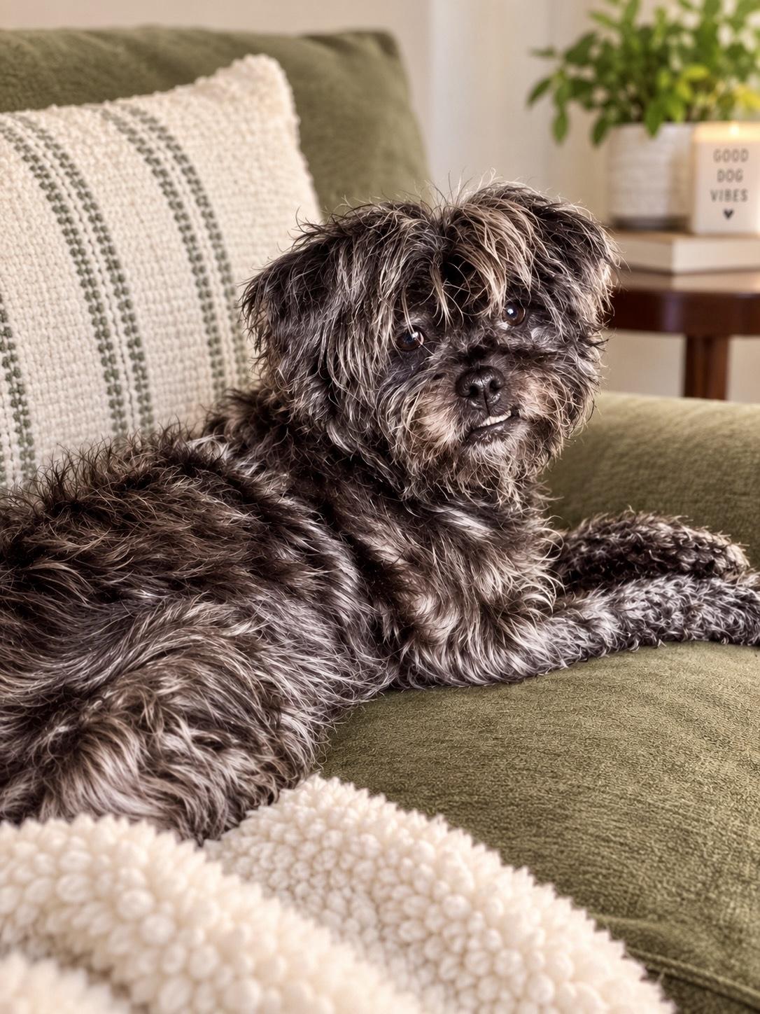 Enlarge Zoë, a ADOPTABLE Shih Tzu in Bethel, CT image 2/6
