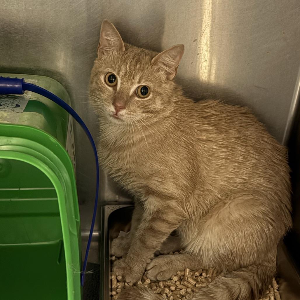Enlarge Leftovers, a Adoptable Domestic Short Hair in Windsor, VA image 1/1