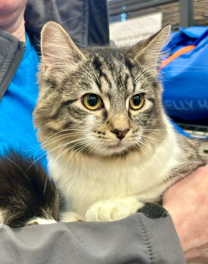 Beaker, a Adoptable mixed breed in Calgary, AB image 3/4