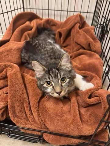 Enlarge Beaker, a Adoptable mixed breed in Calgary, AB image 3/4