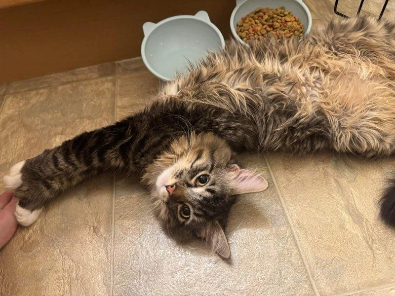 Enlarge Beaker, a Adoptable mixed breed in Calgary, AB image 4/4