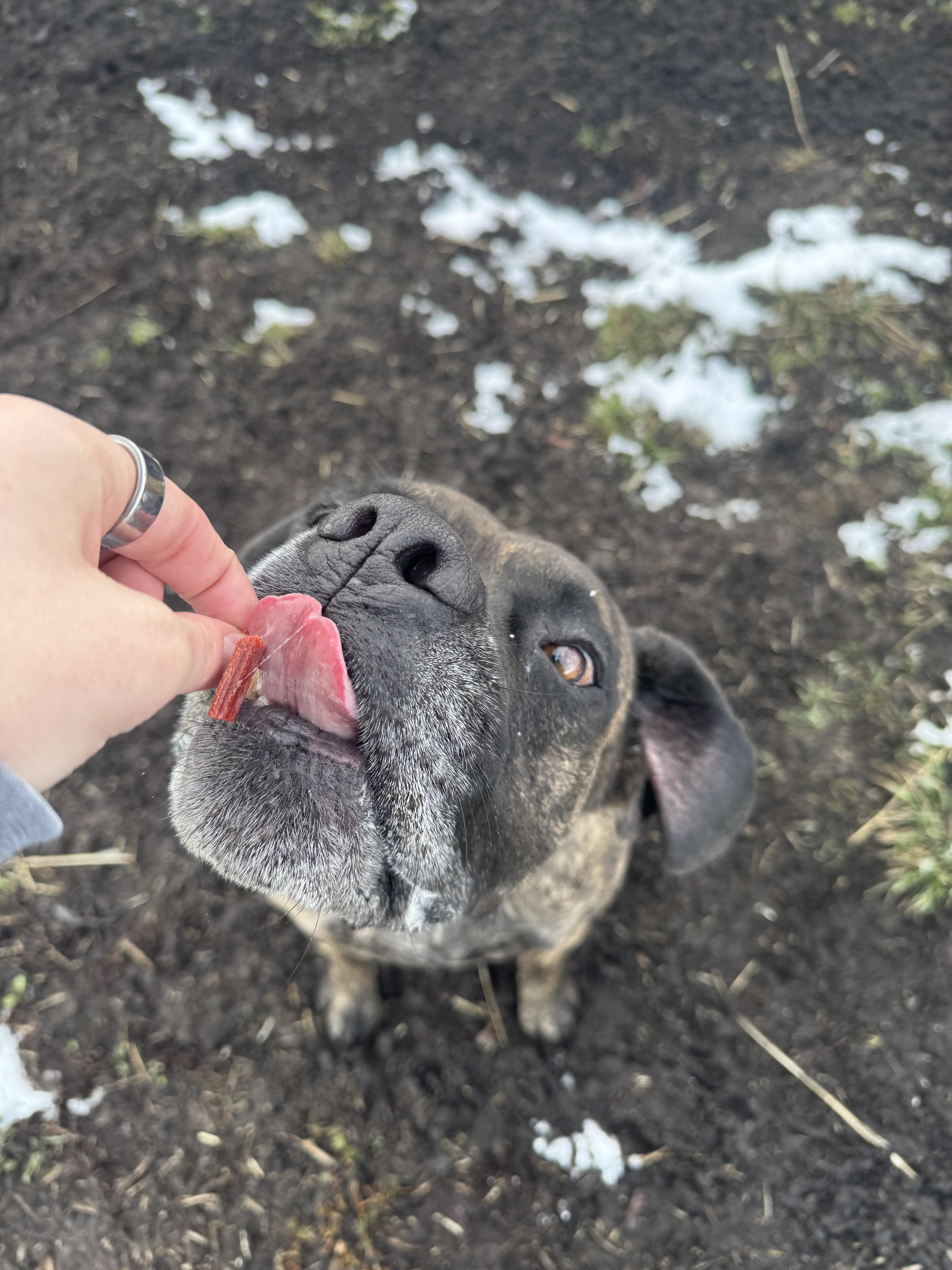 Loki, a ADOPTABLE mixed breed in La Grande, OR image 4/4