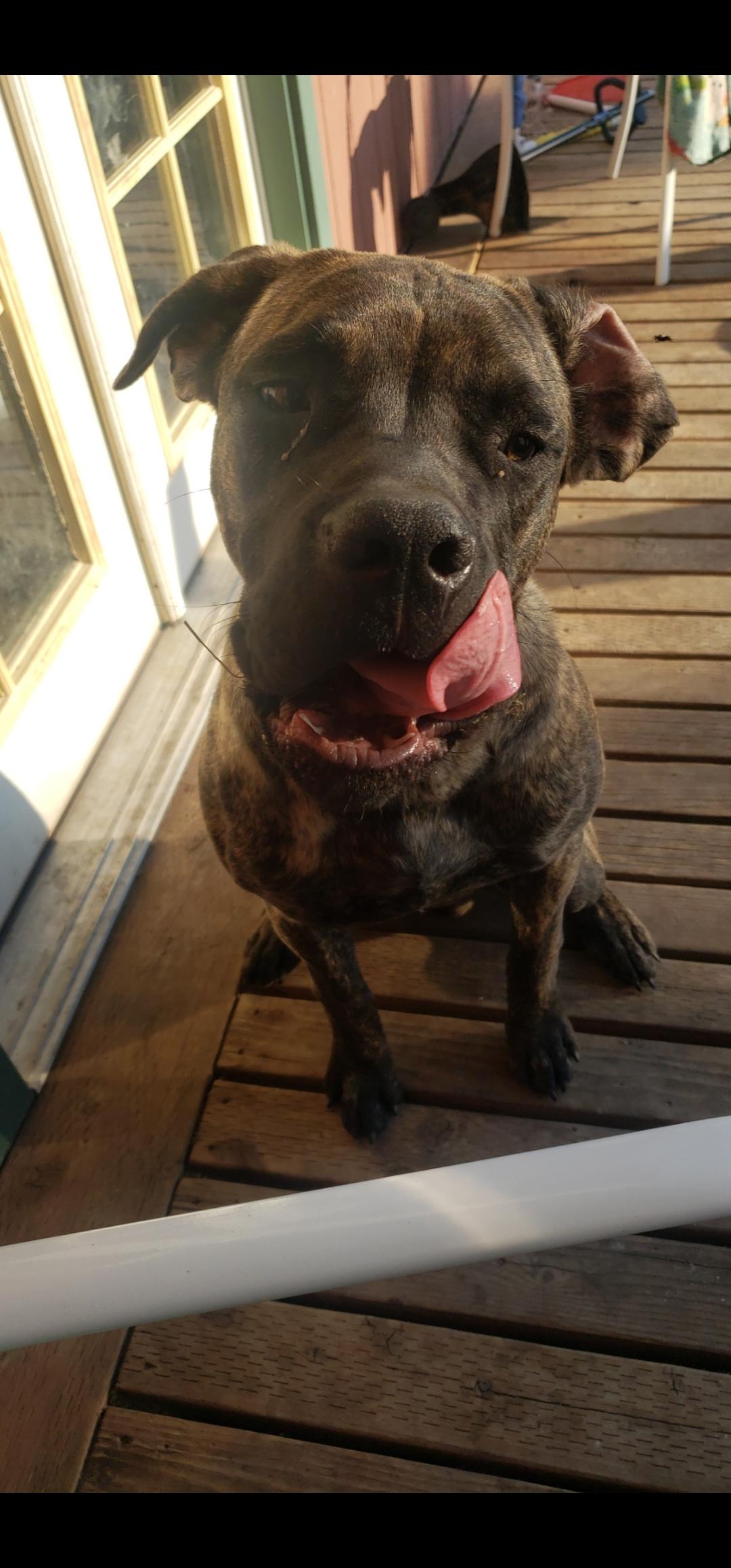 Loki, a ADOPTABLE mixed breed in La Grande, OR image 3/4