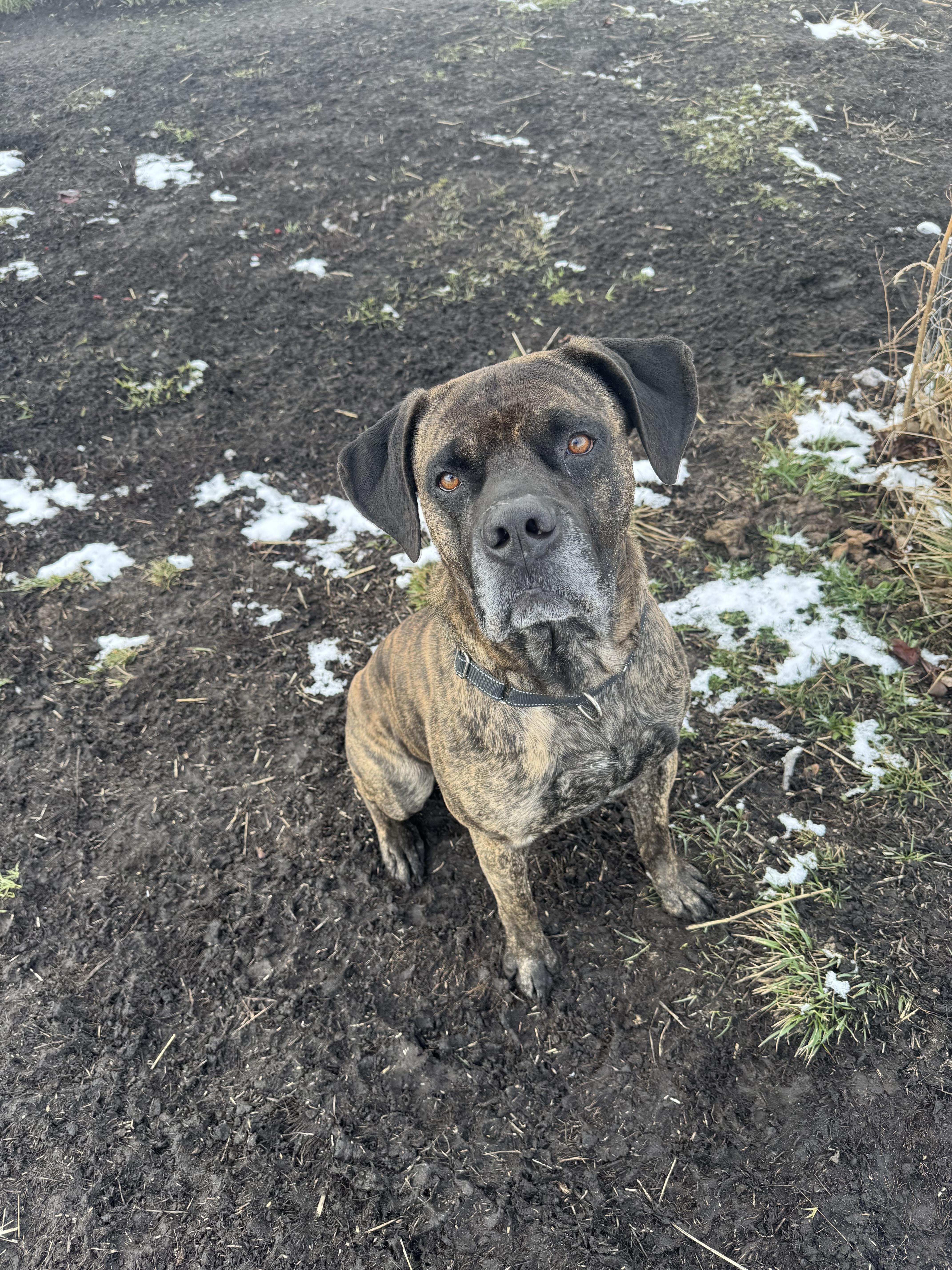 Loki, a ADOPTABLE mixed breed in La Grande, OR image 1/4