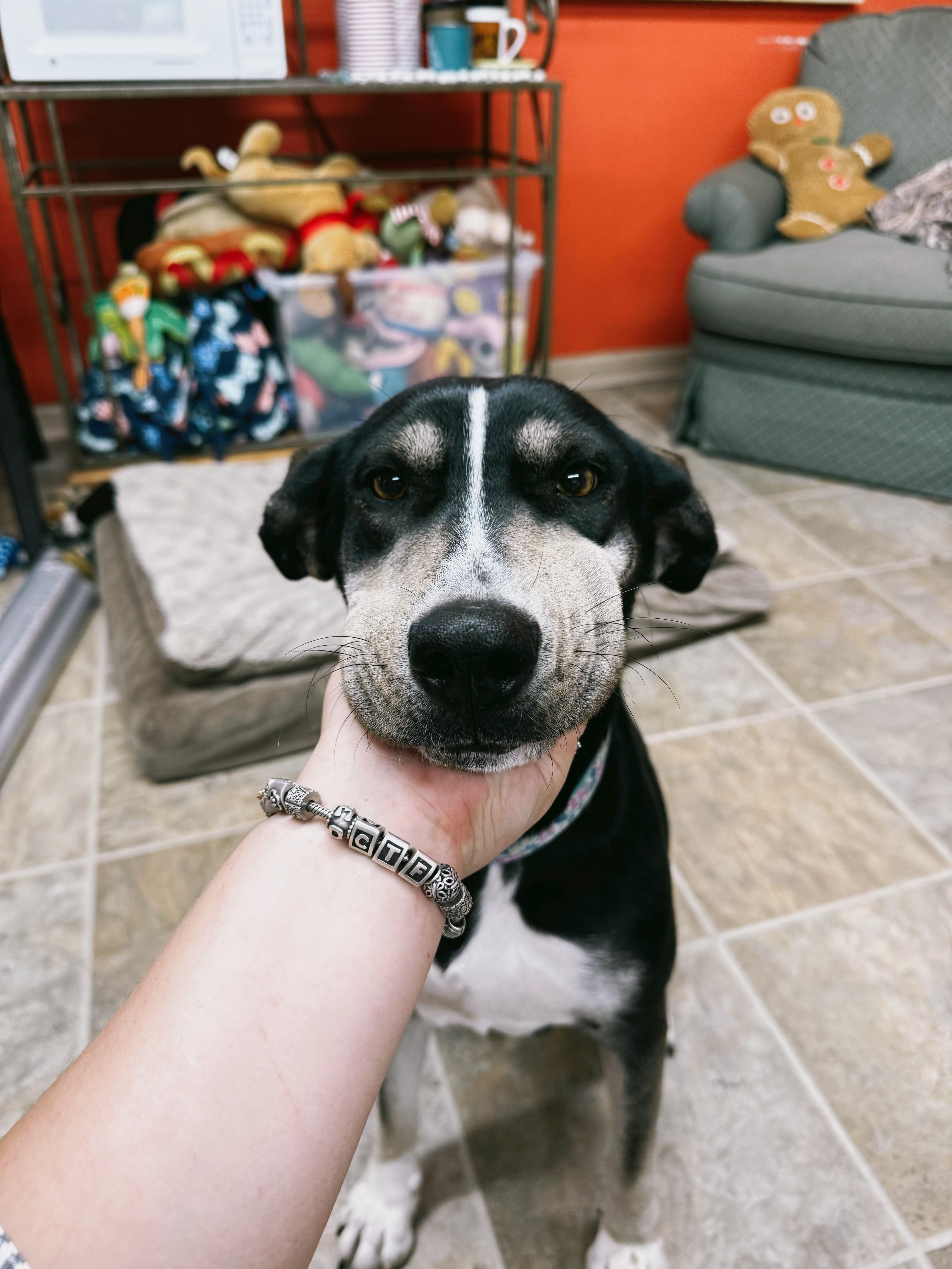 Enlarge Angel, a Adoptable mixed breed in Varnville, SC image 2/2