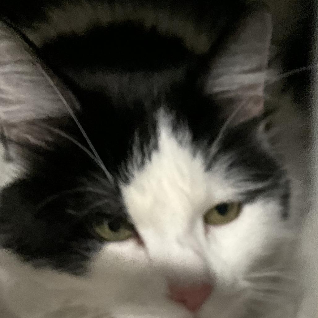 Silica, Adoptable, Senior Female Domestic Medium Hair.