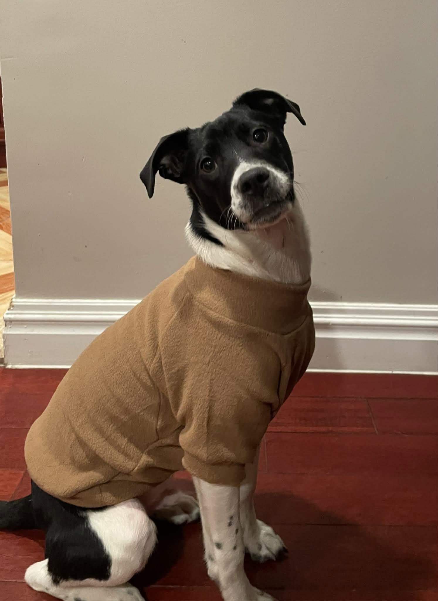 Enlarge Ranger, a ADOPTABLE mixed breed in Levittown, NY image 2/5