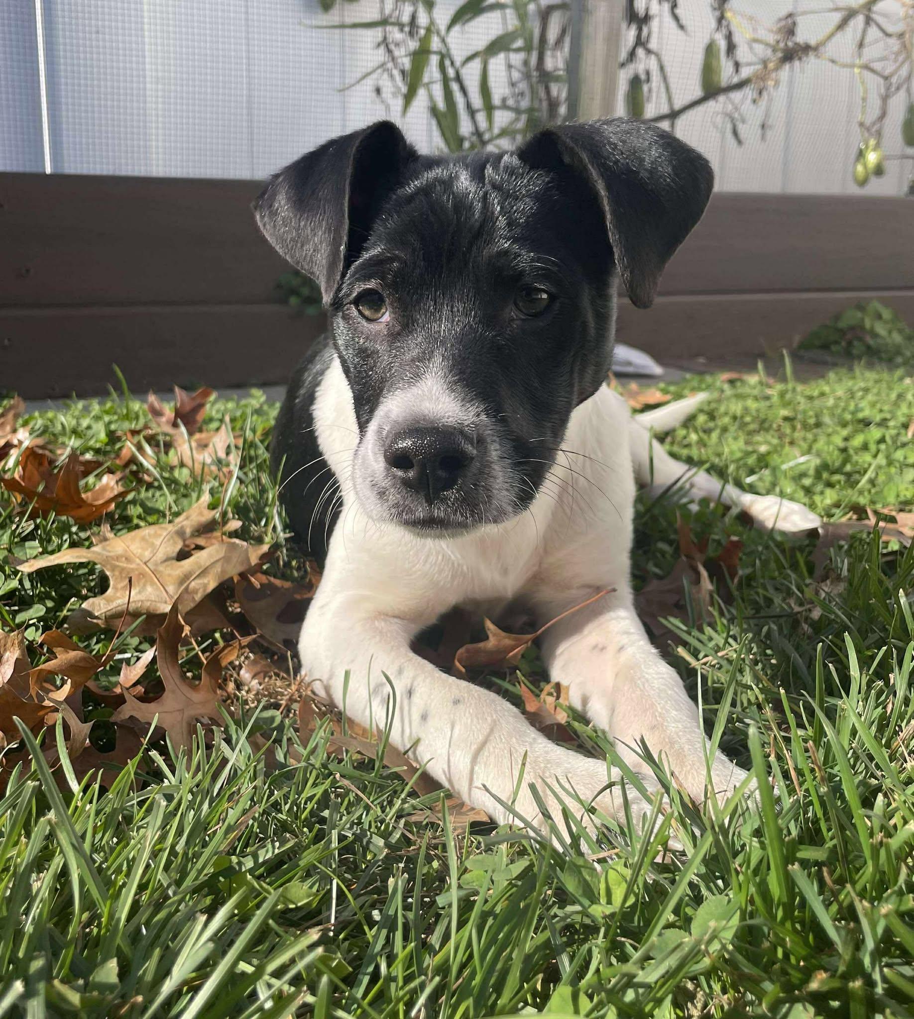 Enlarge Ranger, a ADOPTABLE mixed breed in Levittown, NY image 1/5