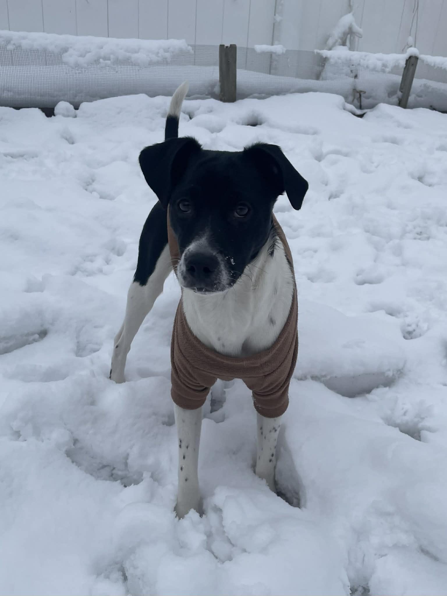 Enlarge Ranger, a ADOPTABLE mixed breed in Levittown, NY image 5/5