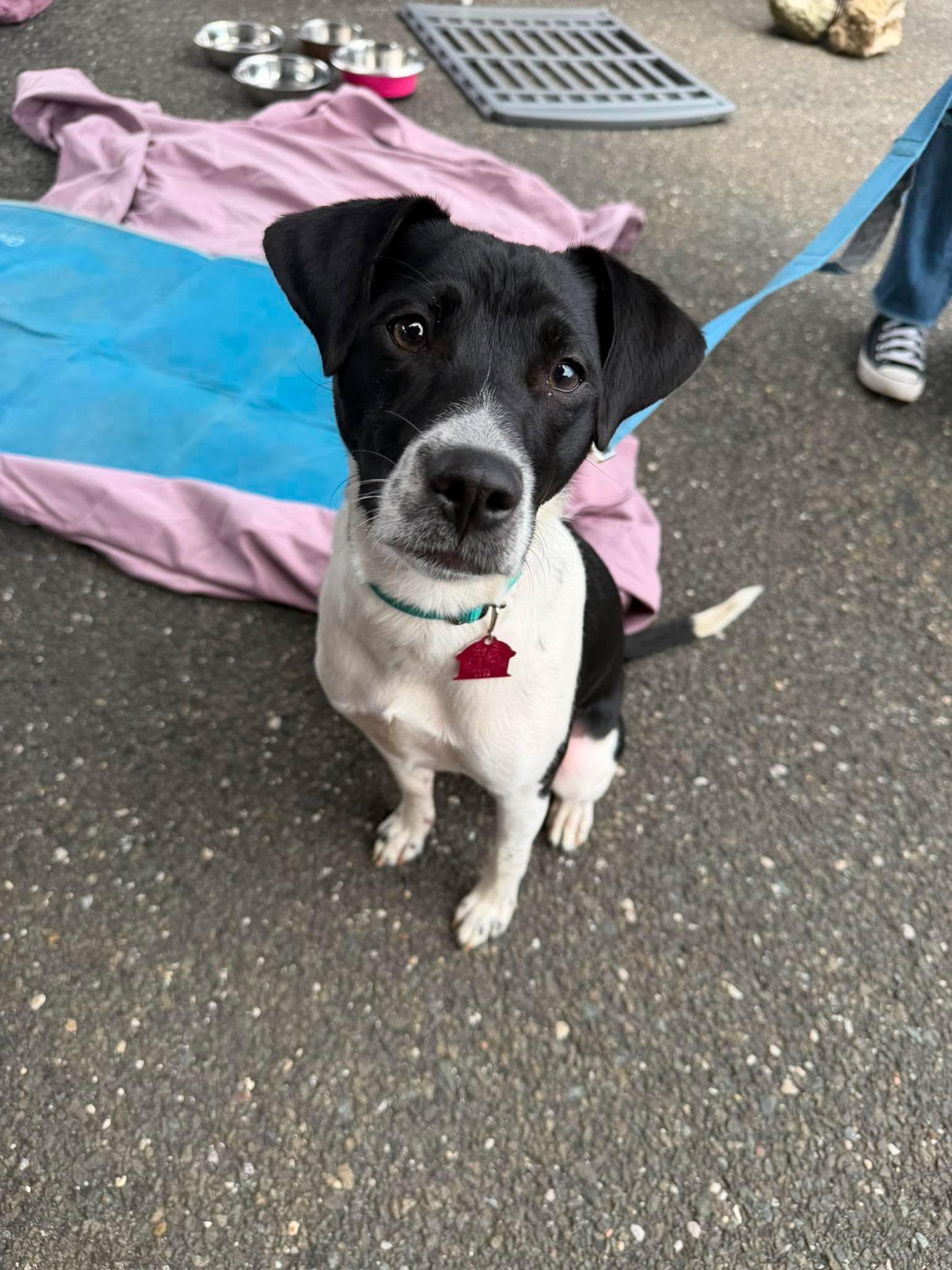 Enlarge Ranger, a ADOPTABLE mixed breed in Levittown, NY image 4/5