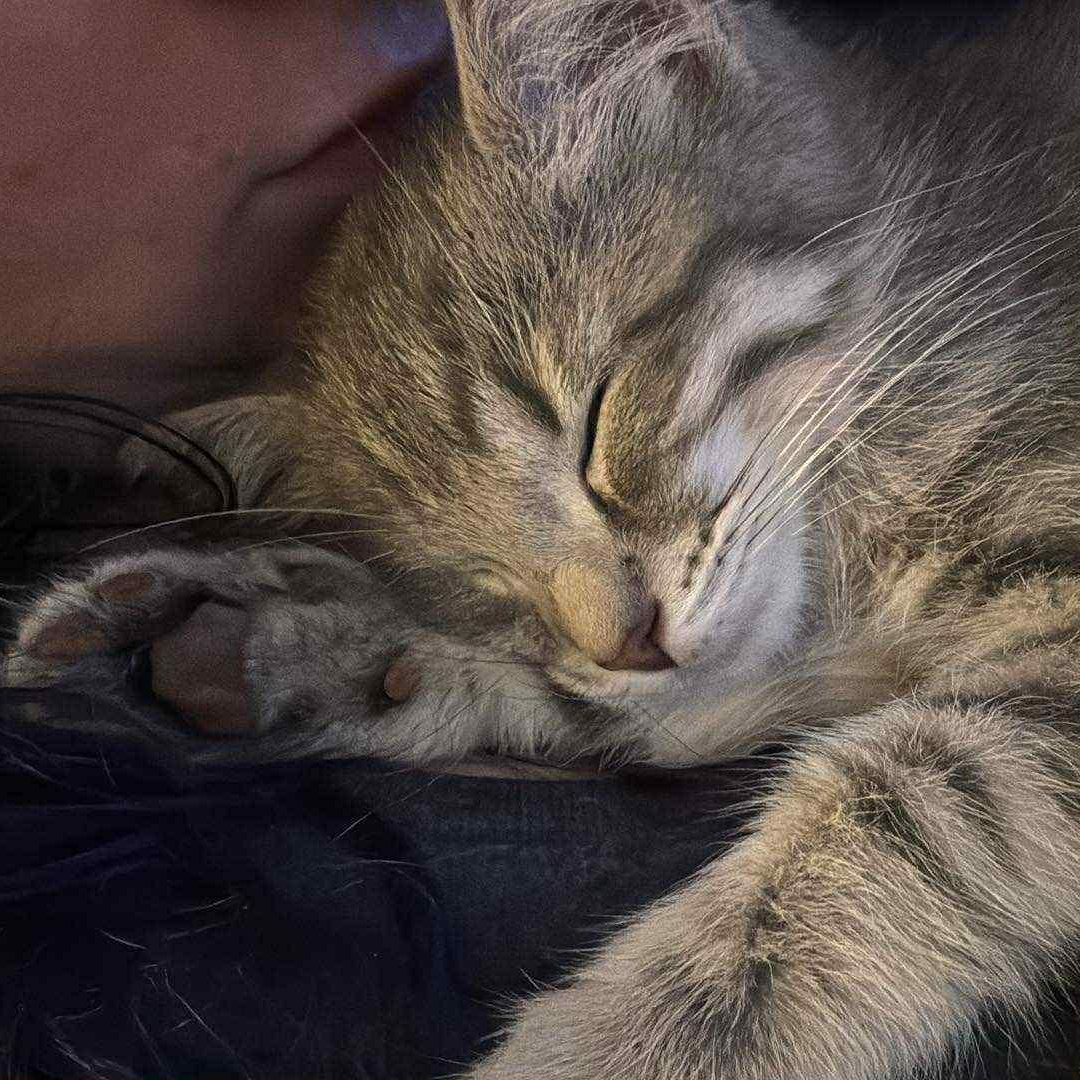 Joey - in foster home