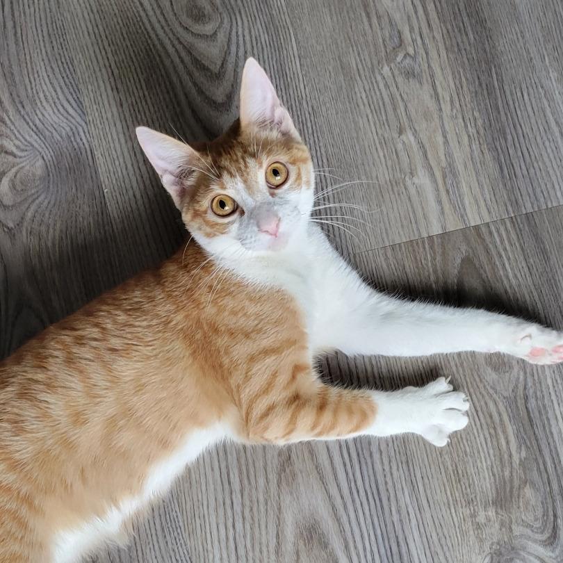 Enlarge Monty, a Adoptable Domestic Short Hair in Galveston, TX image 3/4