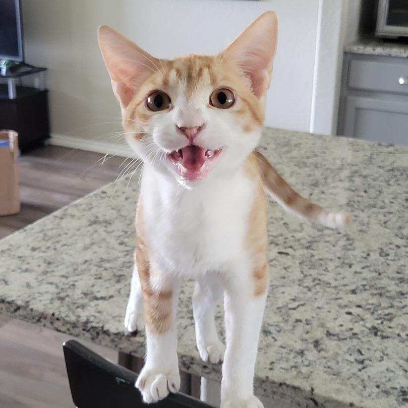 Enlarge Monty, a Adoptable Domestic Short Hair in Galveston, TX image 4/4