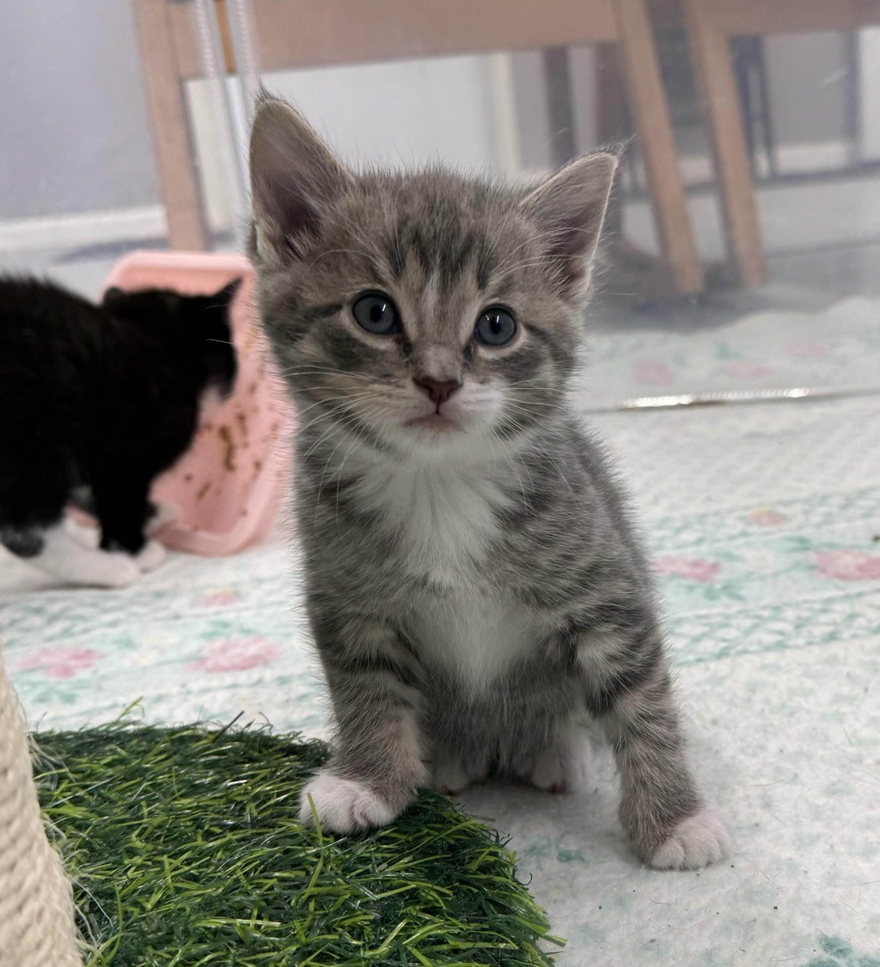 Enlarge Seed, a Adoptable Domestic Short Hair in Morris, MN image 1/1