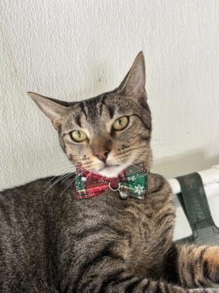 Toyo, a Adoptable Domestic Short Hair in Honolulu, HI image 1/3