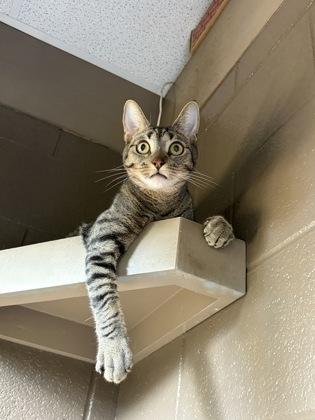 Toyo, a Adoptable Domestic Short Hair in Honolulu, HI image 2/3